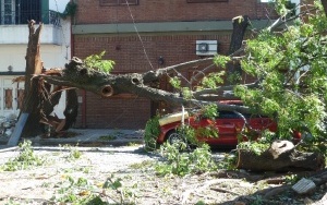 Jeśli wiemy, że nadciągają silne wiatry, lepiej nie parkować auta w pobliżu drzew